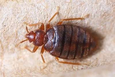 Bed Bug Pest Control Service