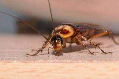 Cockroach Pest Control Services