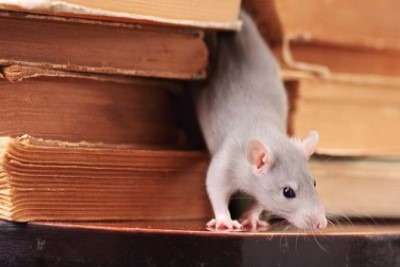 Rodent Pest Control Services