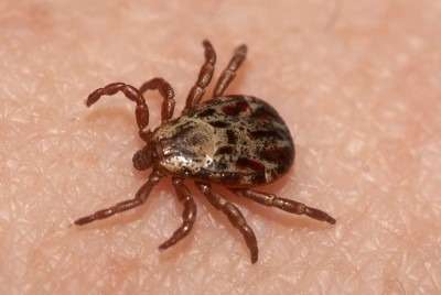 Ticks Pest Control Services